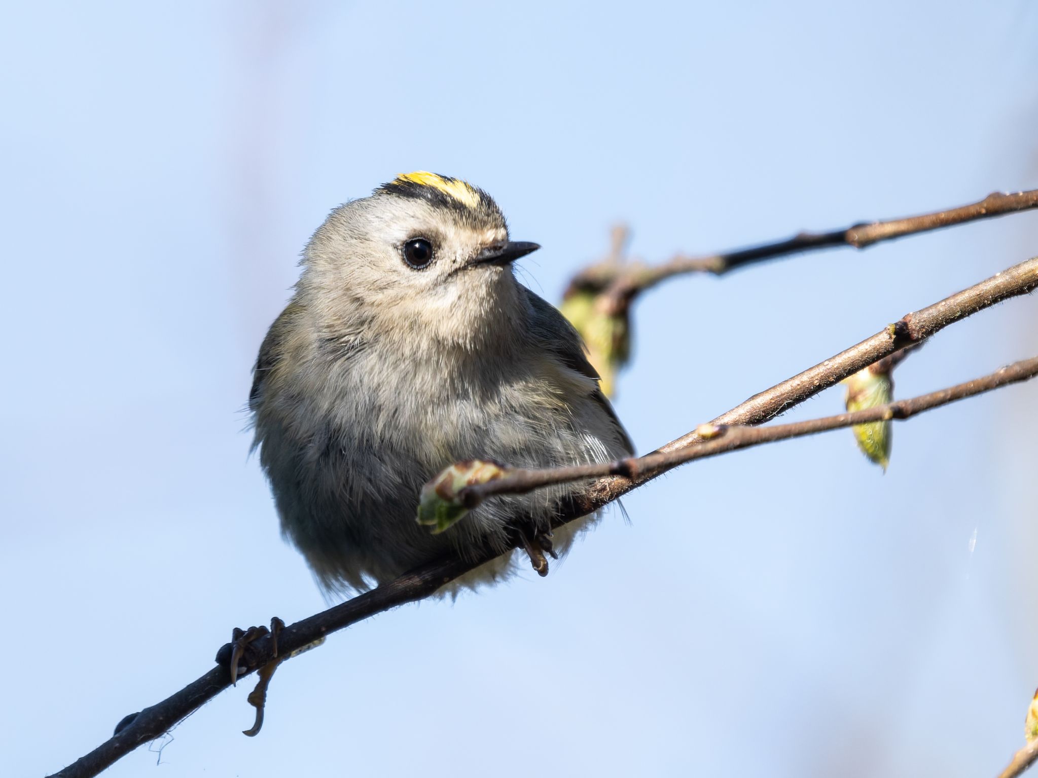 328 260424 1021 H  1HR0175 DxO DeepPRIME 3